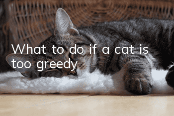 What to do if a cat is too greedy