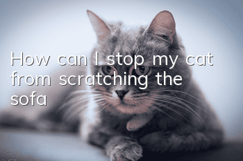 How can I stop my cat from scratching the sofa?