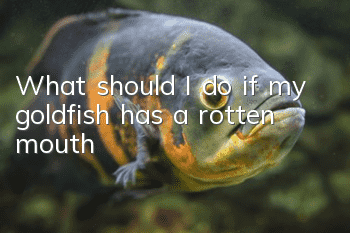 What should I do if my goldfish has a rotten mouth?