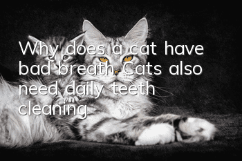 Why does a cat have bad breath? Cats also need daily teeth cleaning!