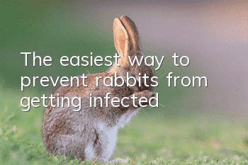 The easiest way to prevent rabbits from getting infected