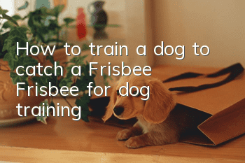 How to train a dog to catch a Frisbee? Frisbee for dog training!