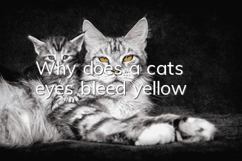 Why does a cat's eyes bleed yellow?