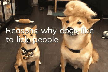 Reasons why dogs like to lick people