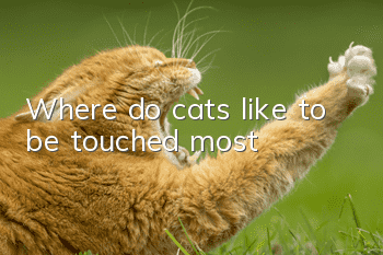 Where do cats like to be touched most?