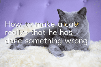 How to make a cat realize that he has done something wrong?