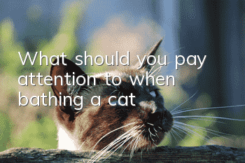 What should you pay attention to when bathing a cat?