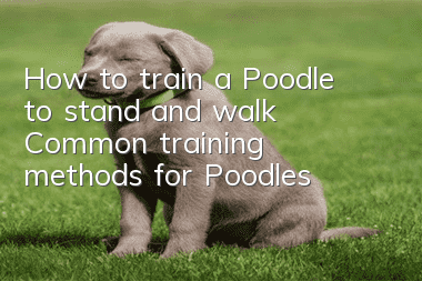 How to train a Poodle to stand and walk? Common training methods for Poodles!