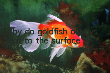 Why do goldfish always float to the surface?