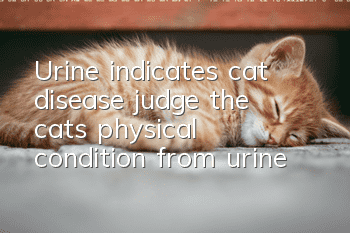 Urine indicates cat disease, judge the cat’s physical condition from urine!