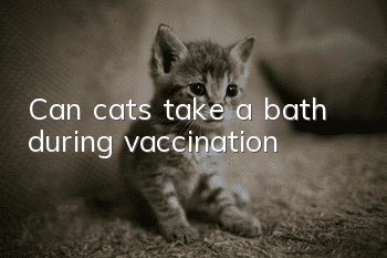 Can cats take a bath during vaccination?