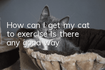 How can I get my cat to exercise? Is there any good way?