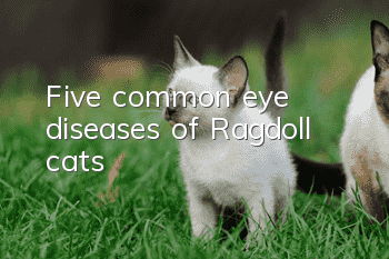 Five common eye diseases of Ragdoll cats