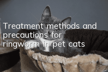 Treatment methods and precautions for ringworm in pet cats