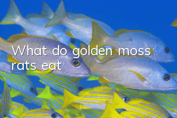 What do golden moss rats eat?