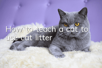 How to teach a cat to use cat litter?