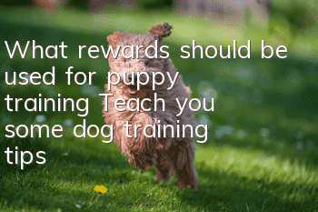 What rewards should be used for puppy training? Teach you some dog training tips!