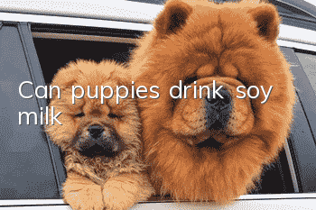 Can puppies drink soy milk?