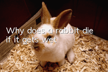 Why does a rabbit die if it gets wet?