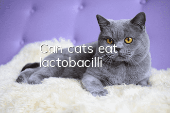 Can cats eat lactobacilli?