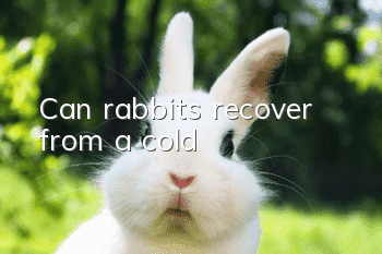 Can rabbits recover from a cold?