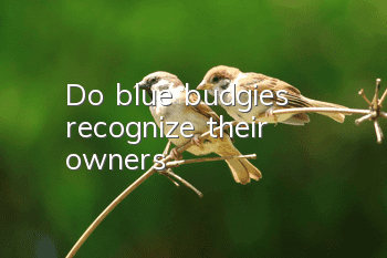 Do blue budgies recognize their owners?