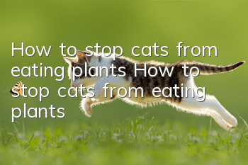 How to stop cats from eating plants? How to stop cats from eating plants?