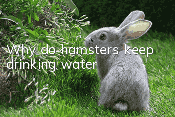 Why do hamsters keep drinking water?