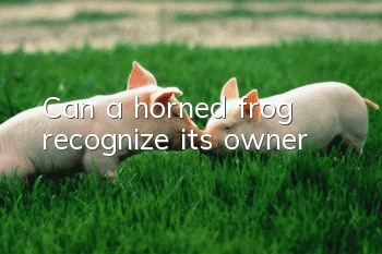 Can a horned frog recognize its owner?