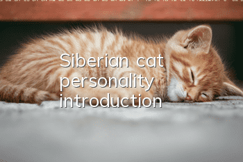 Siberian cat personality introduction