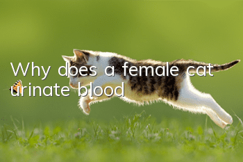 Why does a female cat urinate blood?