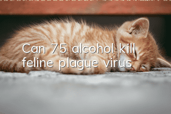 Can 75% alcohol kill feline plague virus?