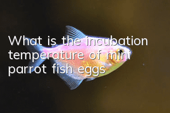 What is the incubation temperature of mini parrot fish eggs?