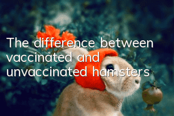 The difference between vaccinated and unvaccinated hamsters