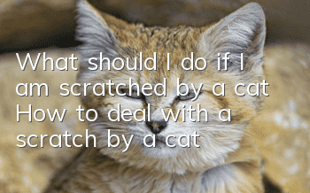 What should I do if I am scratched by a cat? How to deal with a scratch by a cat!