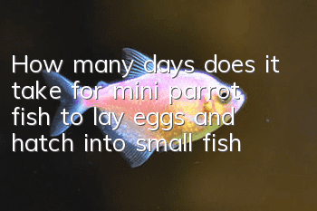 How many days does it take for mini parrot fish to lay eggs and hatch into small fish?