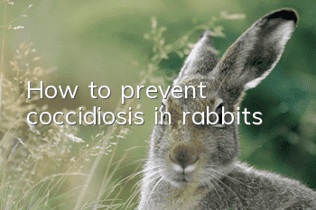 How to prevent coccidiosis in rabbits