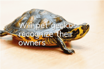 Will pet geckos recognize their owners?