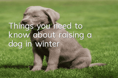 Things you need to know about raising a dog in winter