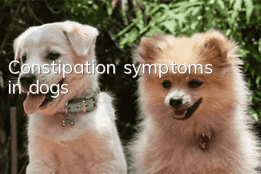 Constipation symptoms in dogs