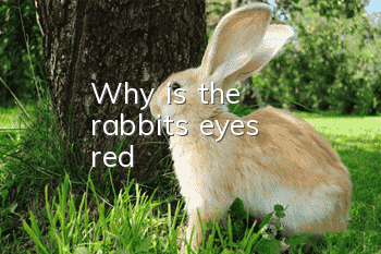 Why is the rabbit's eyes red?