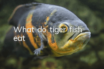 What do tiger fish eat?