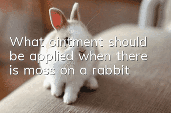 What ointment should be applied when there is moss on a rabbit?