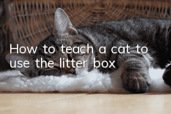 How to teach a cat to use the litter box?