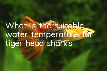 What is the suitable water temperature for tiger head sharks?