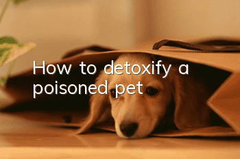 How to detoxify a poisoned pet