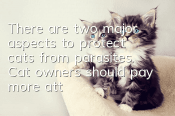 There are two major aspects to protect cats from parasites. Cat owners should pay more attention!