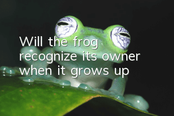 Will the frog recognize its owner when it grows up?