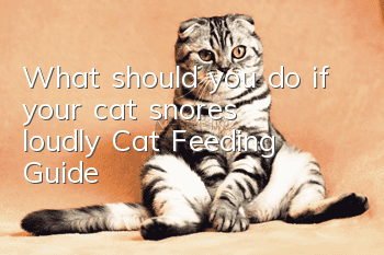 What should you do if your cat snores loudly? Cat Feeding Guide!