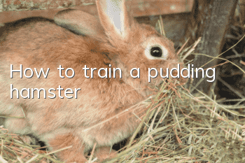 How to train a pudding hamster